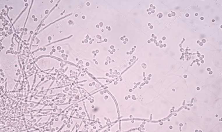 Polilaminina ao Microscópio